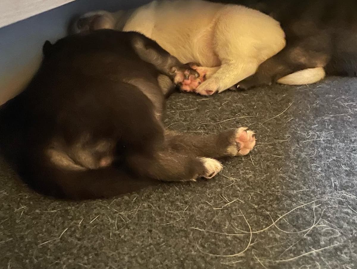 Puppy Foundation
