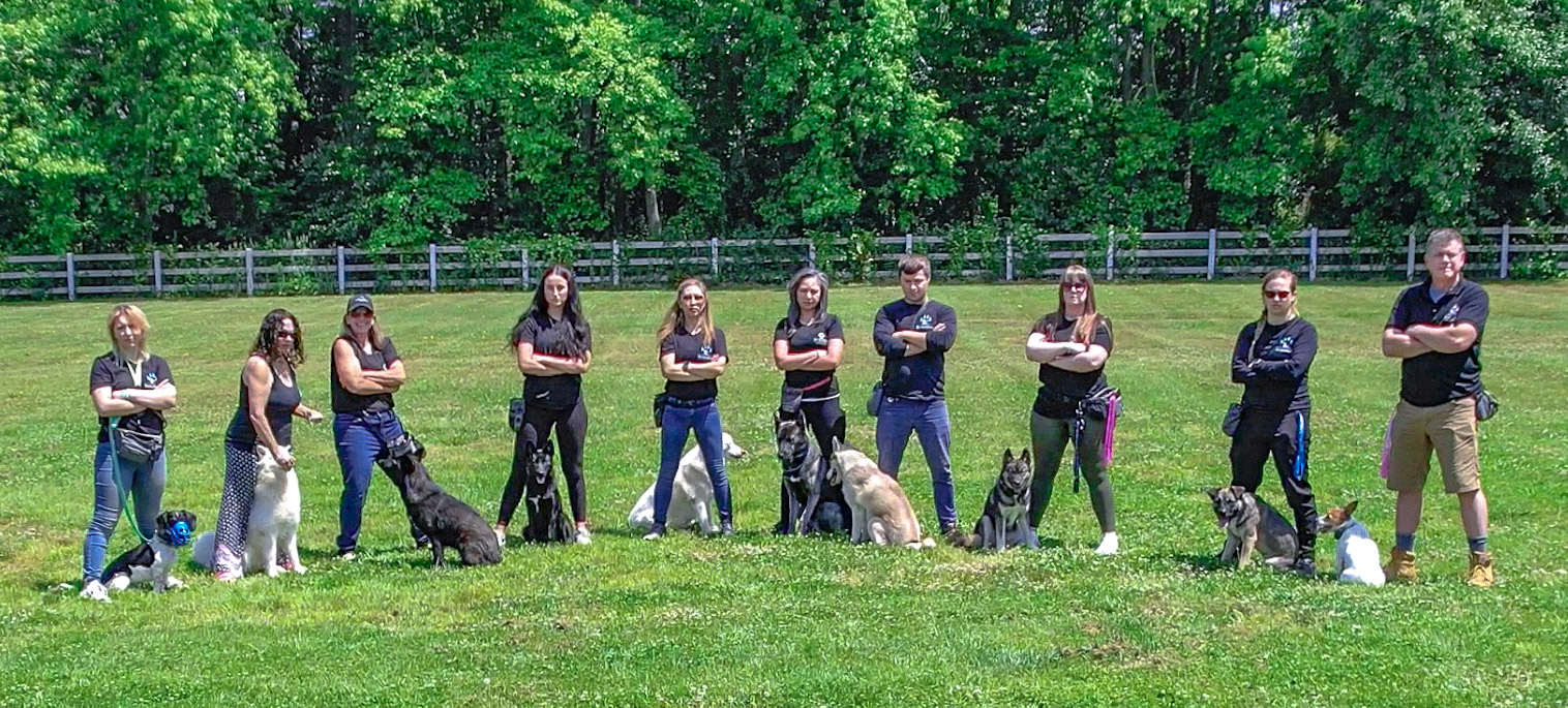 The 3 D's of Dog Training